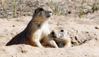 After mysteriously dying 11 years ago, Fort Worth's prairie dogs are back