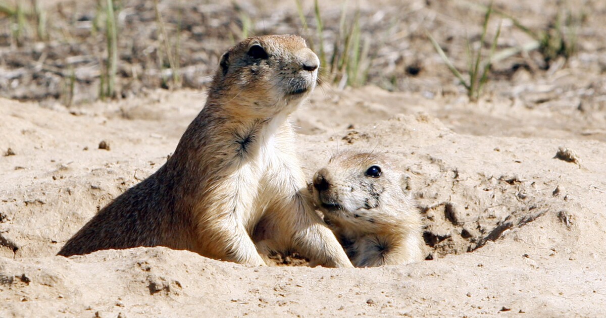 After mysteriously dying 11 years ago, Fort Worth's prairie dogs are back