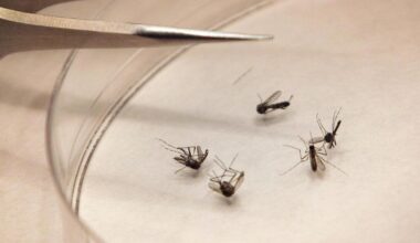 Tarrant confirms first human case of West Nile Virus this year
