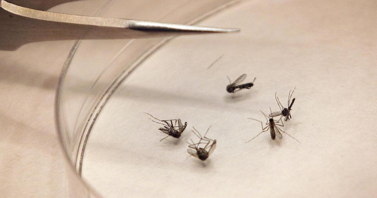 Tarrant confirms first human case of West Nile Virus this year