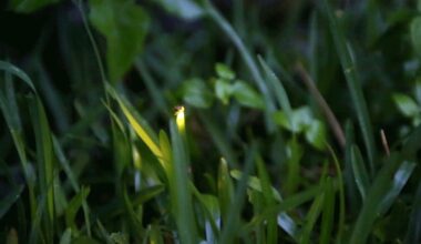 Are fireflies disappearing from Austin? We went on a quest