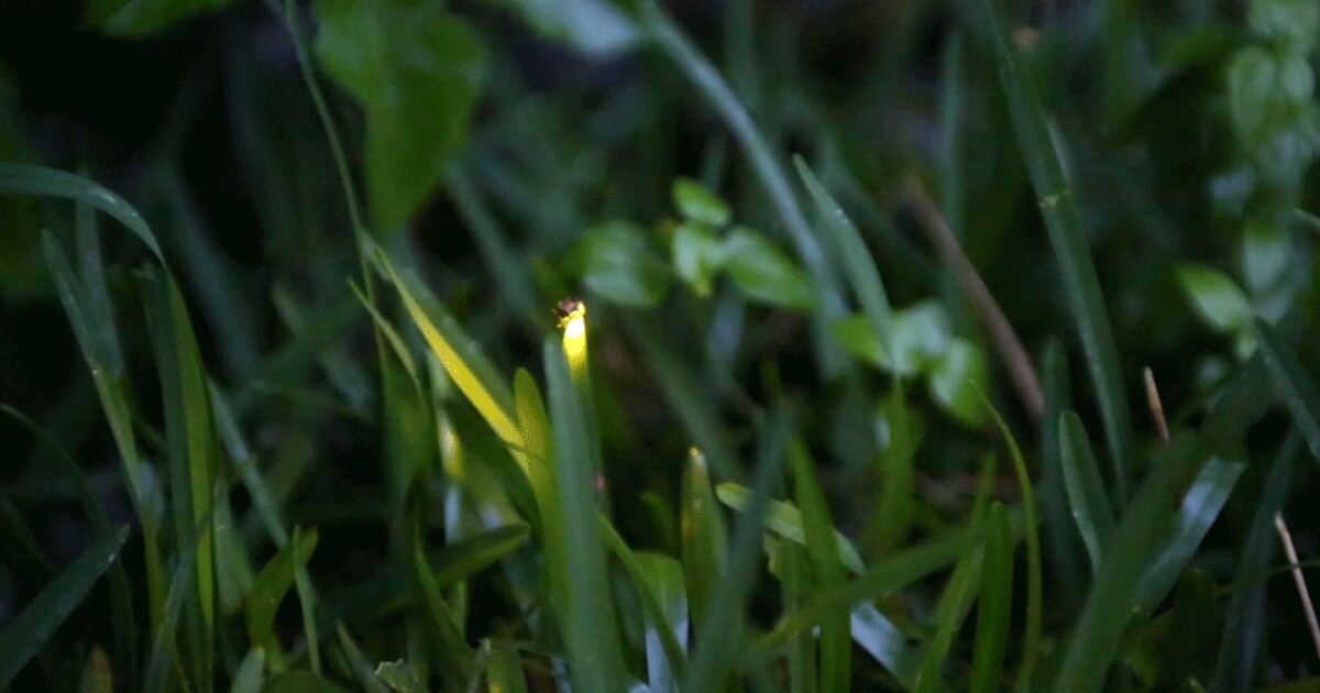 Are fireflies disappearing from Austin? We went on a quest