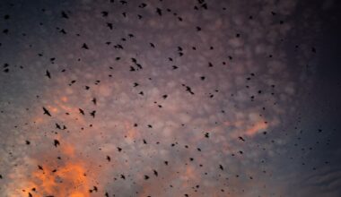 Travis Audubon's Purple Martin Parties to continue in Austin area