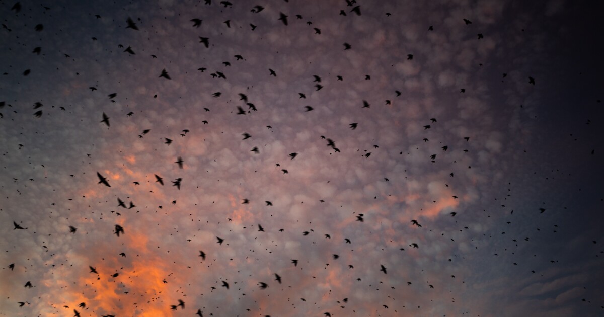 Travis Audubon's Purple Martin Parties to continue in Austin area