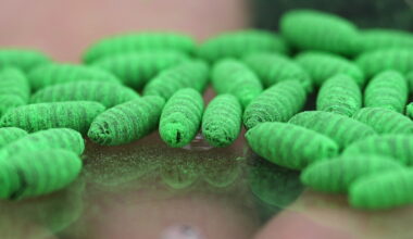 New World screwworm cases in Texas and New Mexico spark pet safety warnings