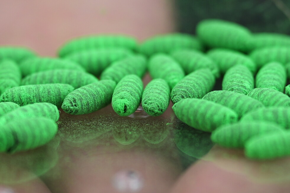 New World screwworm cases in Texas and New Mexico spark pet safety warnings