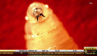 Texas Ranchers Push Back on Questions About New World Screwworm Reporting