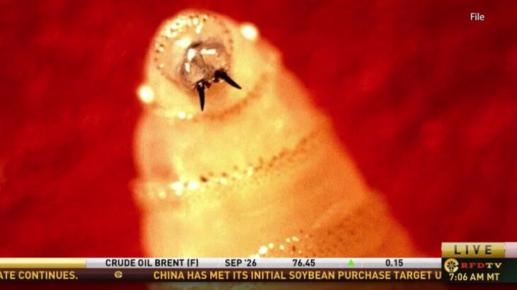 Texas Ranchers Push Back on Questions About New World Screwworm Reporting