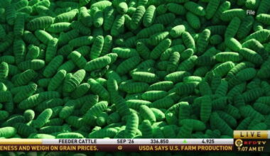 Texas Producers Stay Vigilant as Confirmed Cases of New World Screwworm Continue