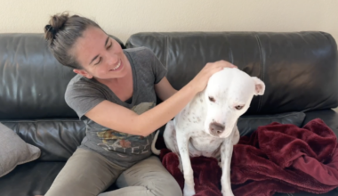 Don't forget your pets in your hurricane plan