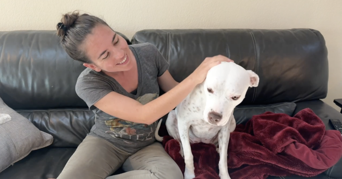 Don't forget your pets in your hurricane plan