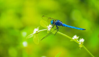 What's the deal with dragonflies? A North Texas urban wildlife biologist explains