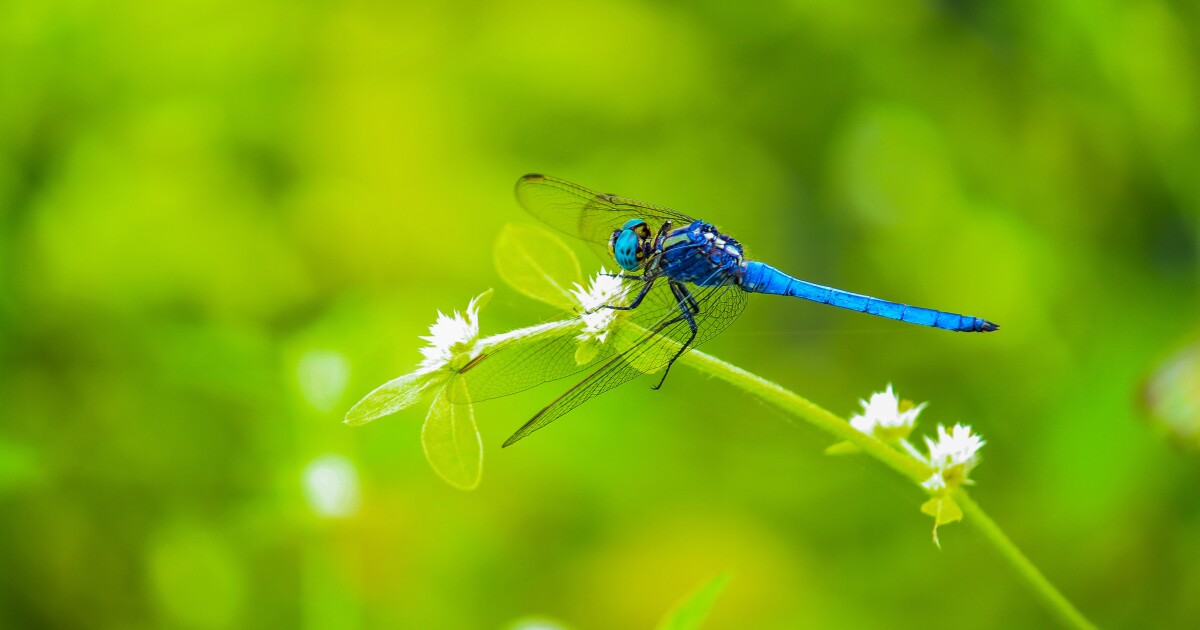 What's the deal with dragonflies? A North Texas urban wildlife biologist explains