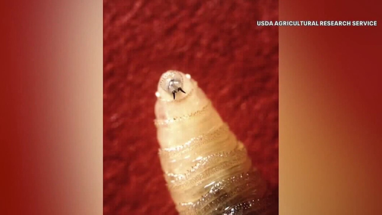 Screwworm in Texas: How to keep pets safe