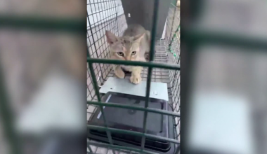 Rescue groups believe pets are being snatched, dumped off the McKay Bridge over Lake Houston