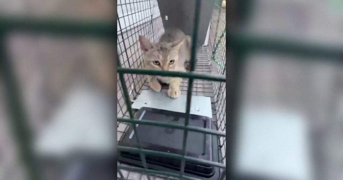 Rescue groups believe pets are being snatched, dumped off the McKay Bridge over Lake Houston