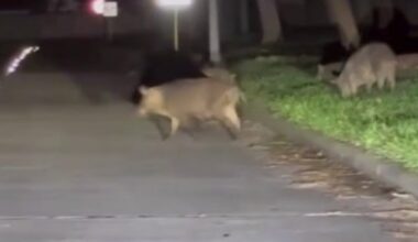 Hundreds of wild hogs from George Bush Park creating havoc in westside neighborhood