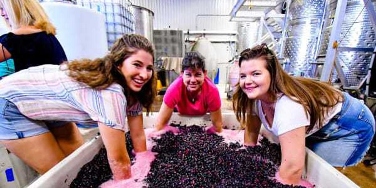 Essential guide to Texas Hill Country wine stomping events