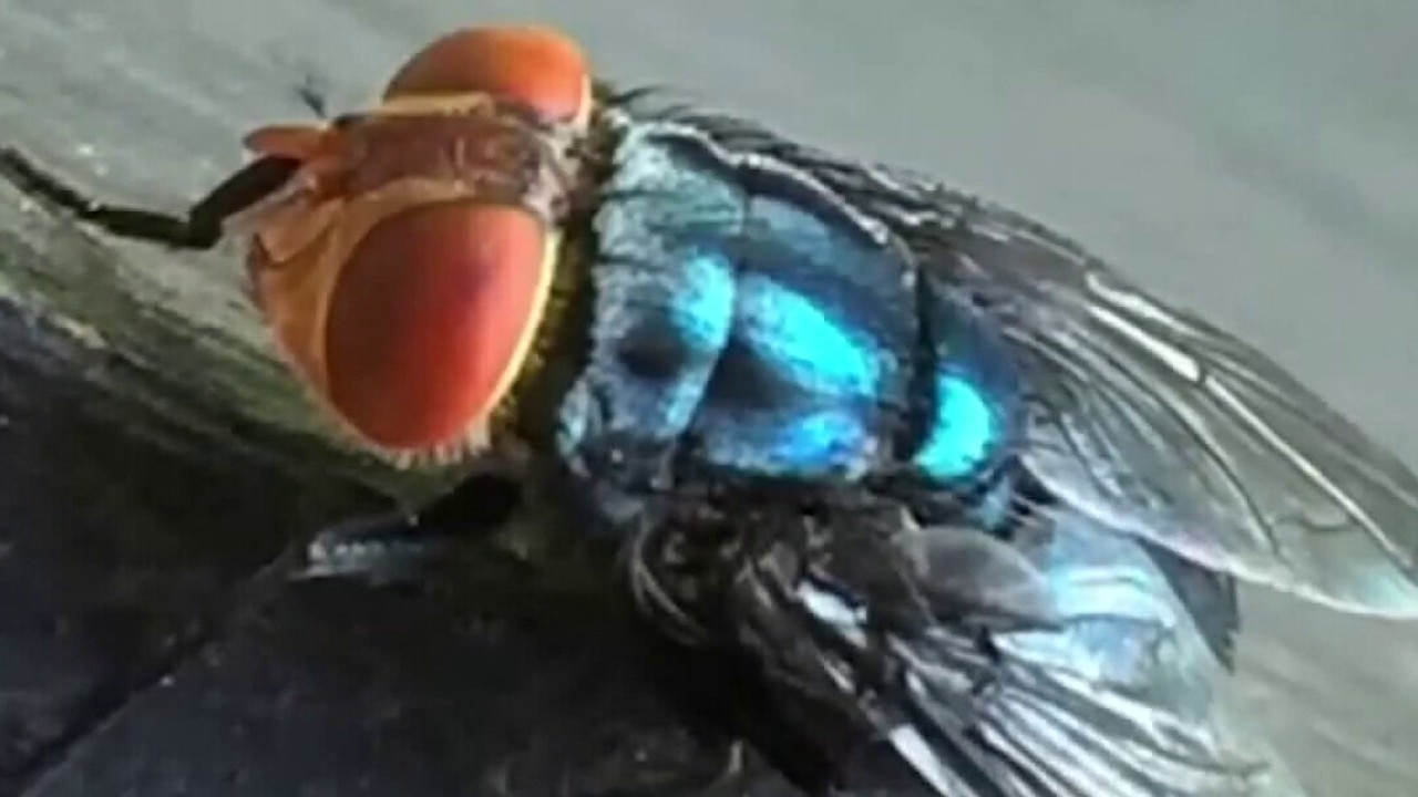 PREVIOUS COVERAGE: New World screwworm cases continue to increase