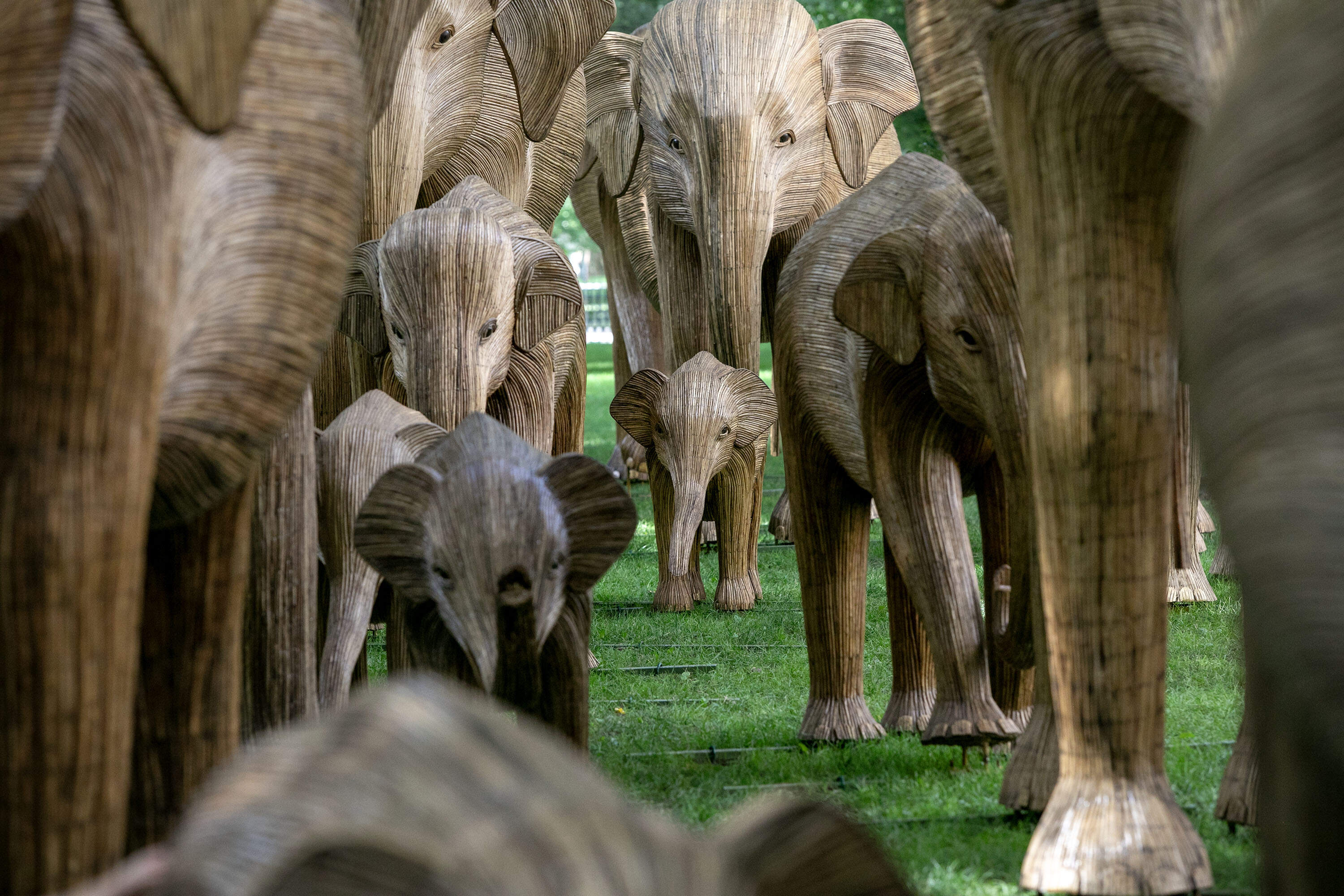 Sculptures of young and mature elephants made from the invasive plant Lantana camara, form a large art installation on Commonwealth Avenue Mall in Boston. (Robin Lubbock/WBUR)