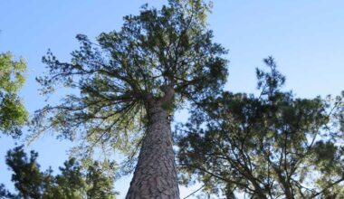 Texas forest industry strong despite challenges Texas' forest industry continues to provide a significant boost to the state's economy
