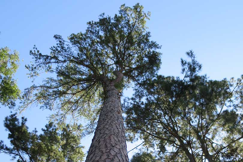 Texas forest industry strong despite challenges Texas' forest industry continues to provide a significant boost to the state's economy