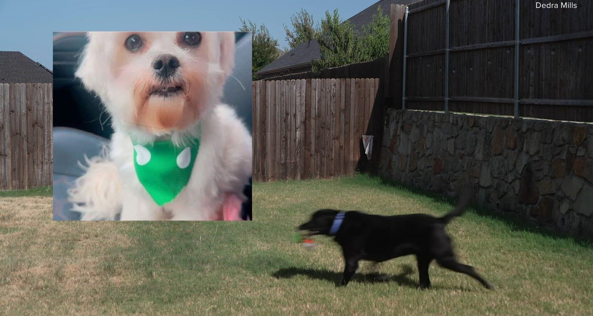 Princeton dog killed after deputies serve warrant next door; owner says gate was left open