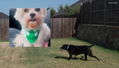 Princeton dog killed after deputies serve warrant next door; owner says gate was left open