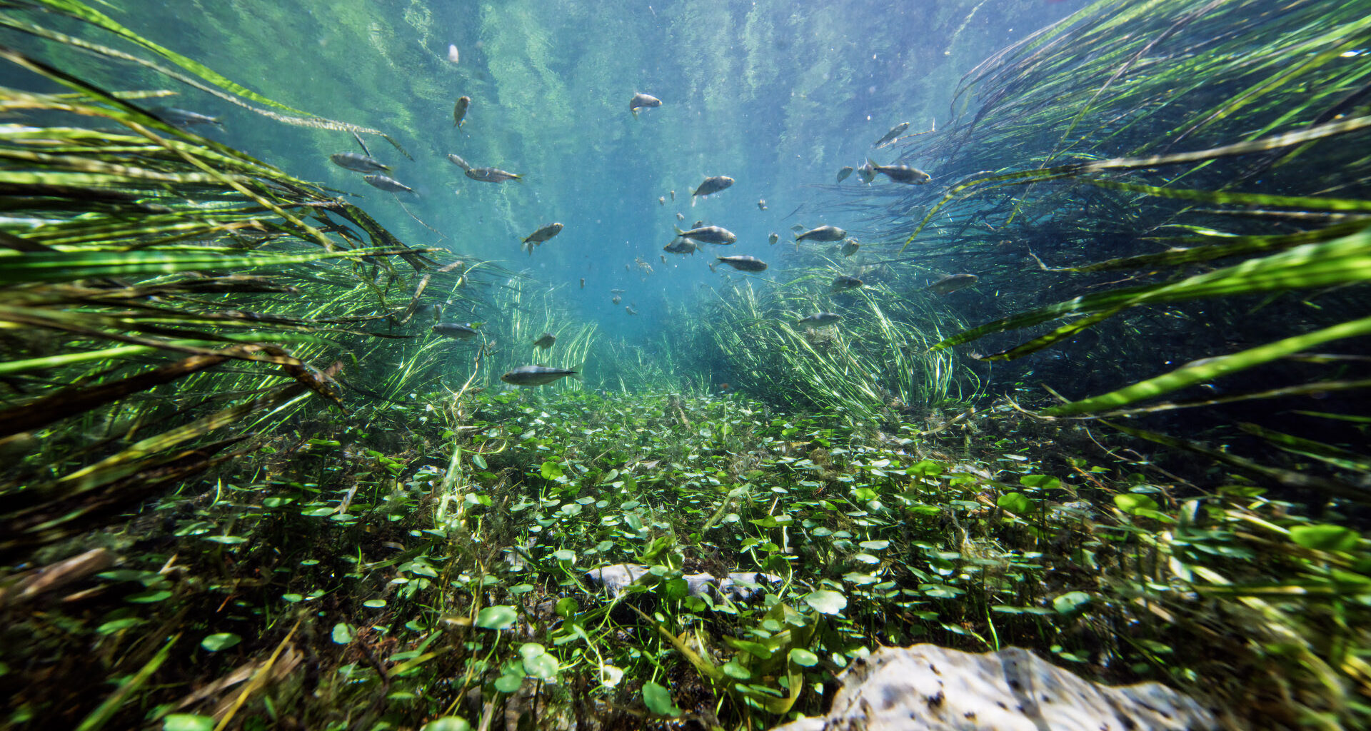Trinity River is a star of 'Deep in the Heart 2: Texas Rivers'