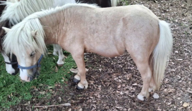Texas miniature horse breeder desperate to get stolen horse back home