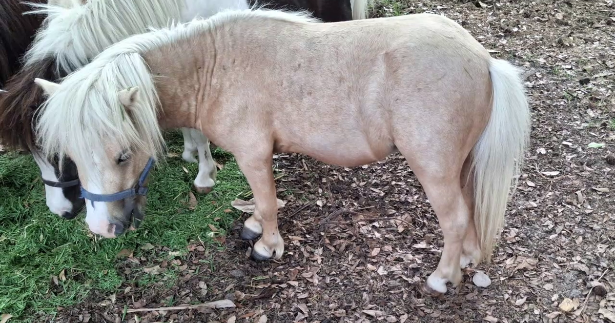 Texas miniature horse breeder desperate to get stolen horse back home