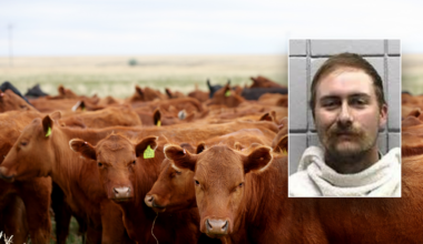 Texas man charged with cattle theft after buying 77 head on bad checks