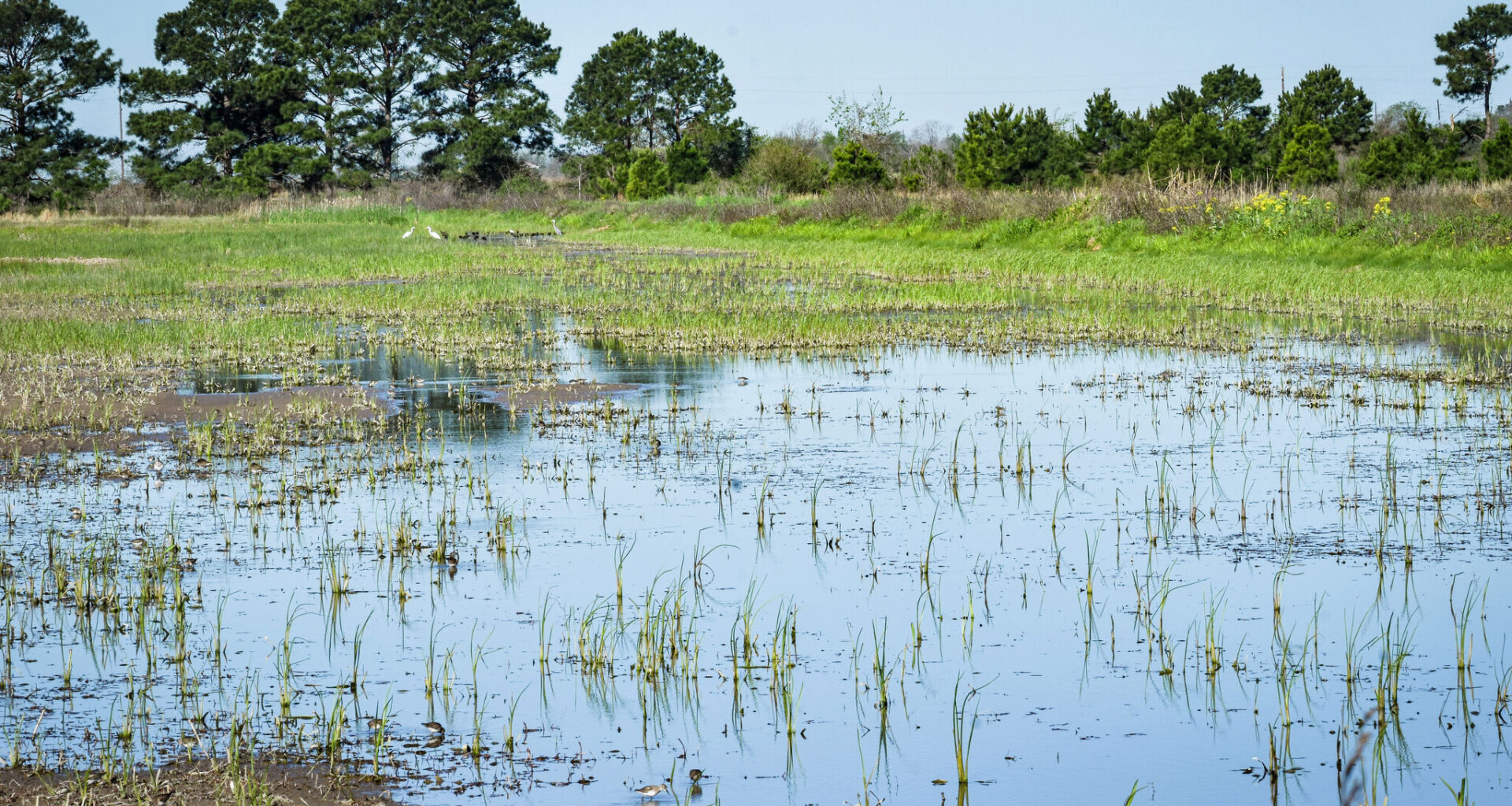 Katy Prairie preserve expands with 60 acres permanently protected