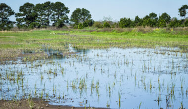 Katy Prairie preserve expands with 60 acres permanently protected