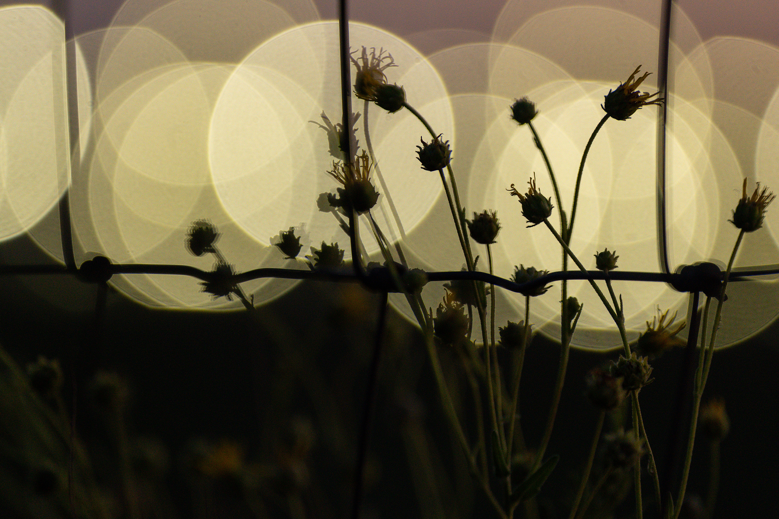 Flowers are silhouetted against lights from the Stargate data center Saturday, May 2, 2026, in Abilene.