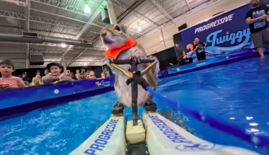 Waterskiing squirrel escapes during show at San Antonio Mall 