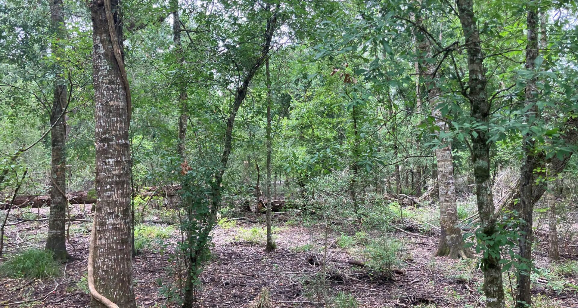 391-acre forest added to San Bernard National Wildlife Refuge in Texas