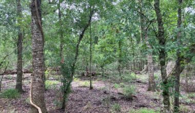 391-acre forest added to San Bernard National Wildlife Refuge in Texas