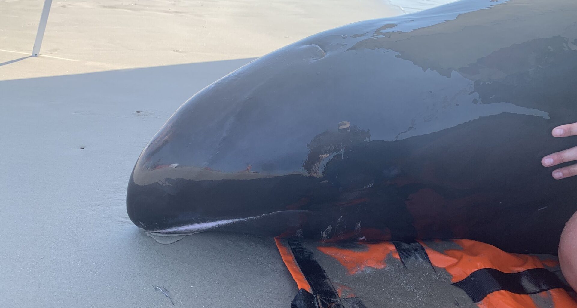 Rare melon-headed whale strands on Texas beach, prompting rescue