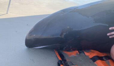 Rare melon-headed whale strands on Texas beach, prompting rescue