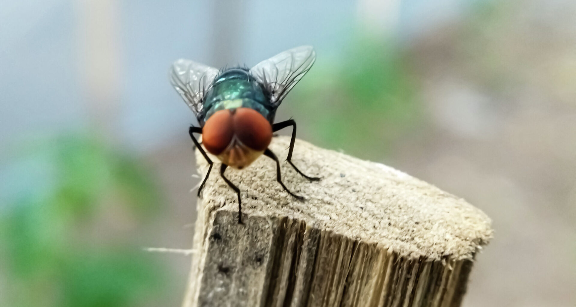 Texas officials are recruiting certified inspectors to help combat New World screwworm, a flesh-eating parasite threatening livestock after its first confirmed case in the state in decades.