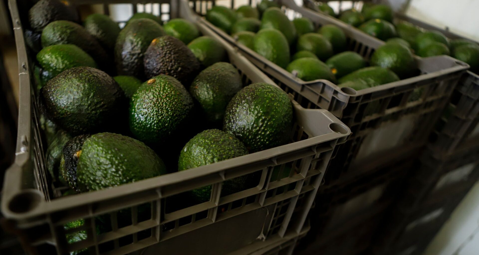 US suspends avocado inspections in Mexican state of Michoacan due to threat
