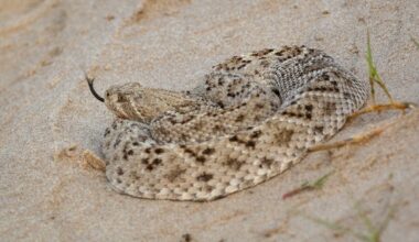 When Rattlesnakes Show Up In Lubbock Yards And Fields