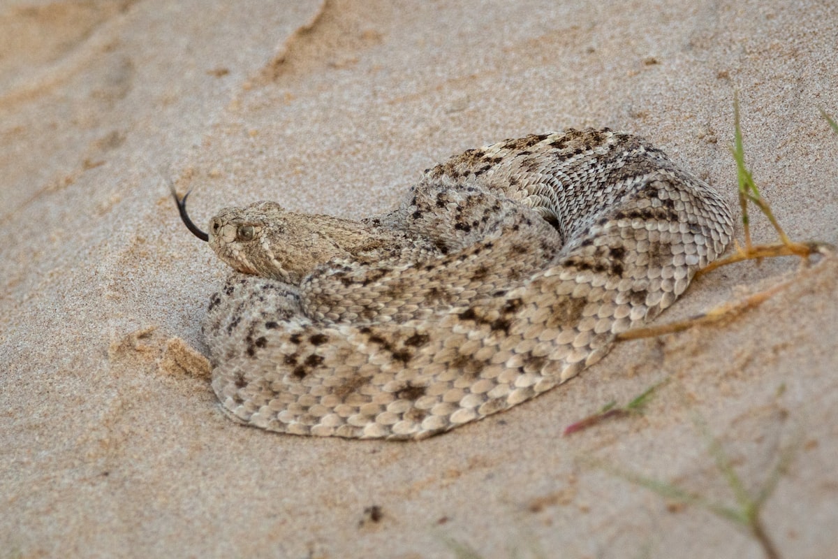 When Rattlesnakes Show Up In Lubbock Yards And Fields