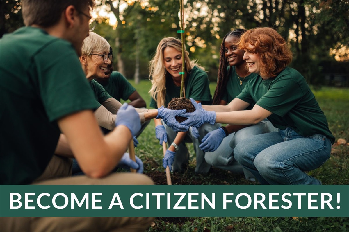 Arlington Offers Citizen Forester Training Series on Urban Forest Care