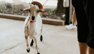Screaming Goat is known for its friendly cohort of goats.