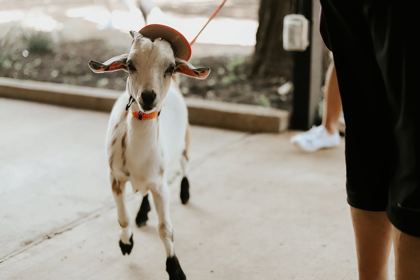 Screaming Goat is known for its friendly cohort of goats.