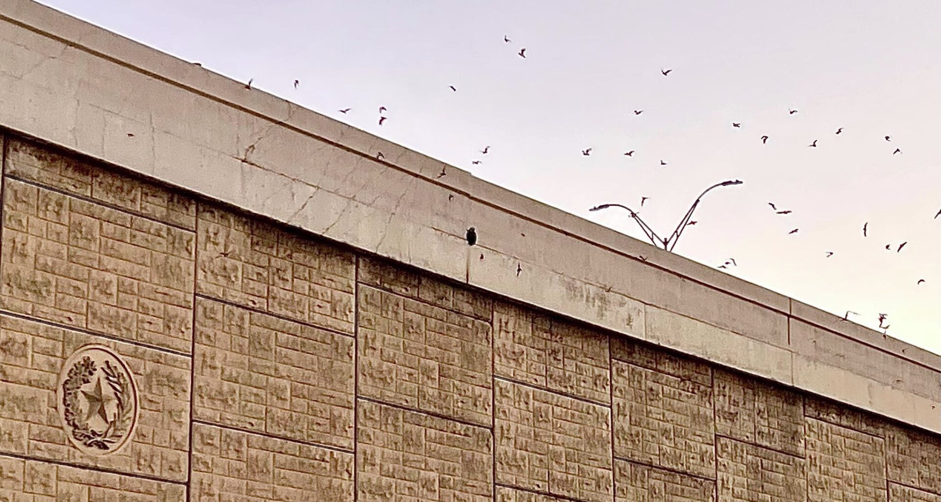 This bat show rivals Austin and San Antonio sites
