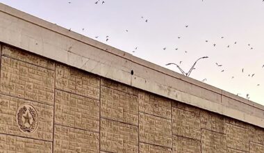 This bat show rivals Austin and San Antonio sites