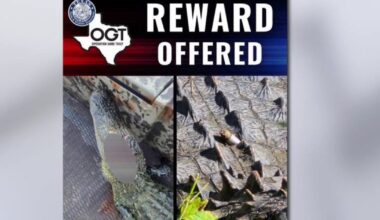 Texas game wardens offer $1,000 reward after 3 alligators shot at Fort Worth Nature Center